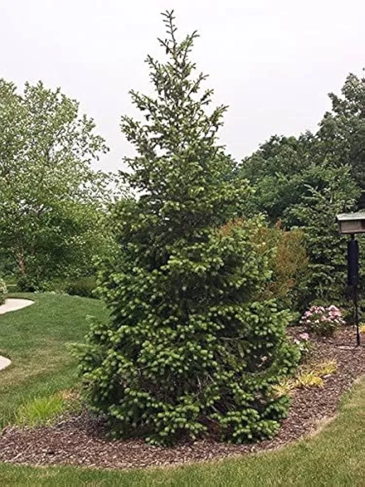1 Live Bare Root Plant Norway Spruce Tree, Picea abies, 12"-18", Hardy Evergreen for Privacy & Landscaping