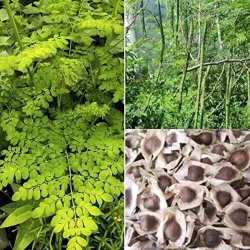 30 Organic Moringa Oleifera Drumstick Seeds Non-GMO for Sprouting and Planting