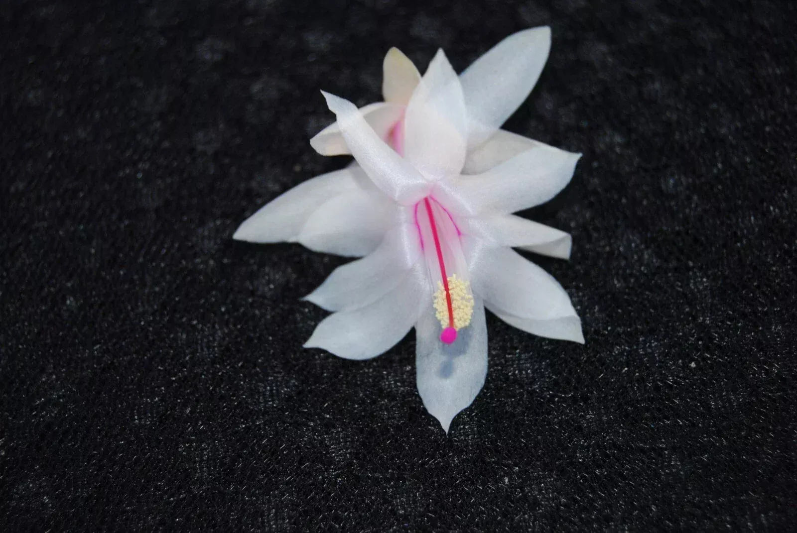 Christmas Cactus Starter Plant - Snow Fire - Schlumbergera Truncata