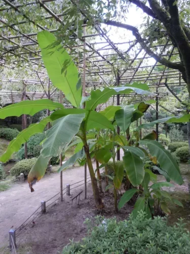 Musa Basjoo Banana Tree - 5-6 Inch Live Plant - Cold Hardy Variety - Tropical Foliage - Musa Basjoo