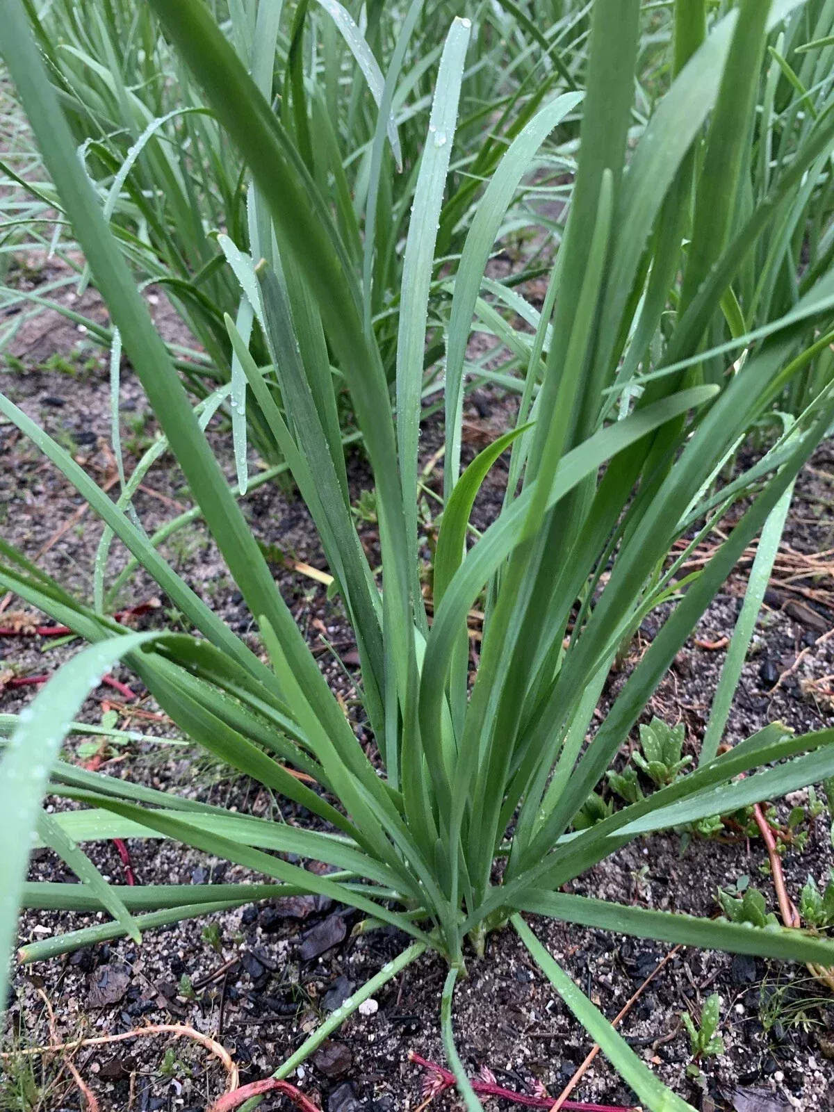 Organic Garlic Chives Leek Plant Bare Root - 55 Live Stalks (Allium tuberosum) Non-GMO 老韭菜根