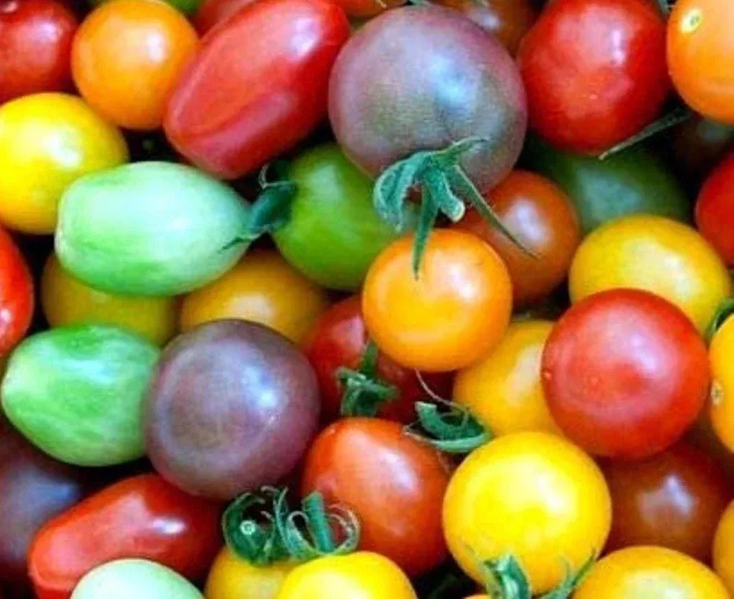 Rainbow Cherry Tomato Seeds - 120+ Heirloom Organic Non-GMO - Ideal for Home Gardening - Solanum lycopersicum